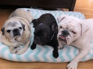 Violet (aka Snowy) and her sisters in her forever home.